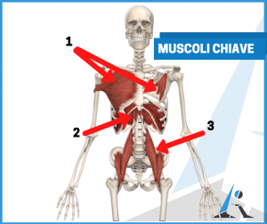 Muscoli chiave della postura