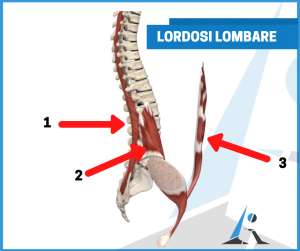 lordosi lombare