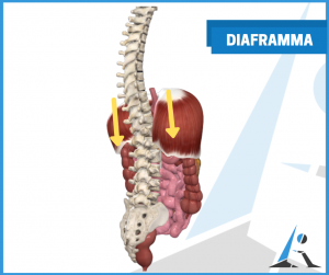 Il muscolo più importante: il diaframma